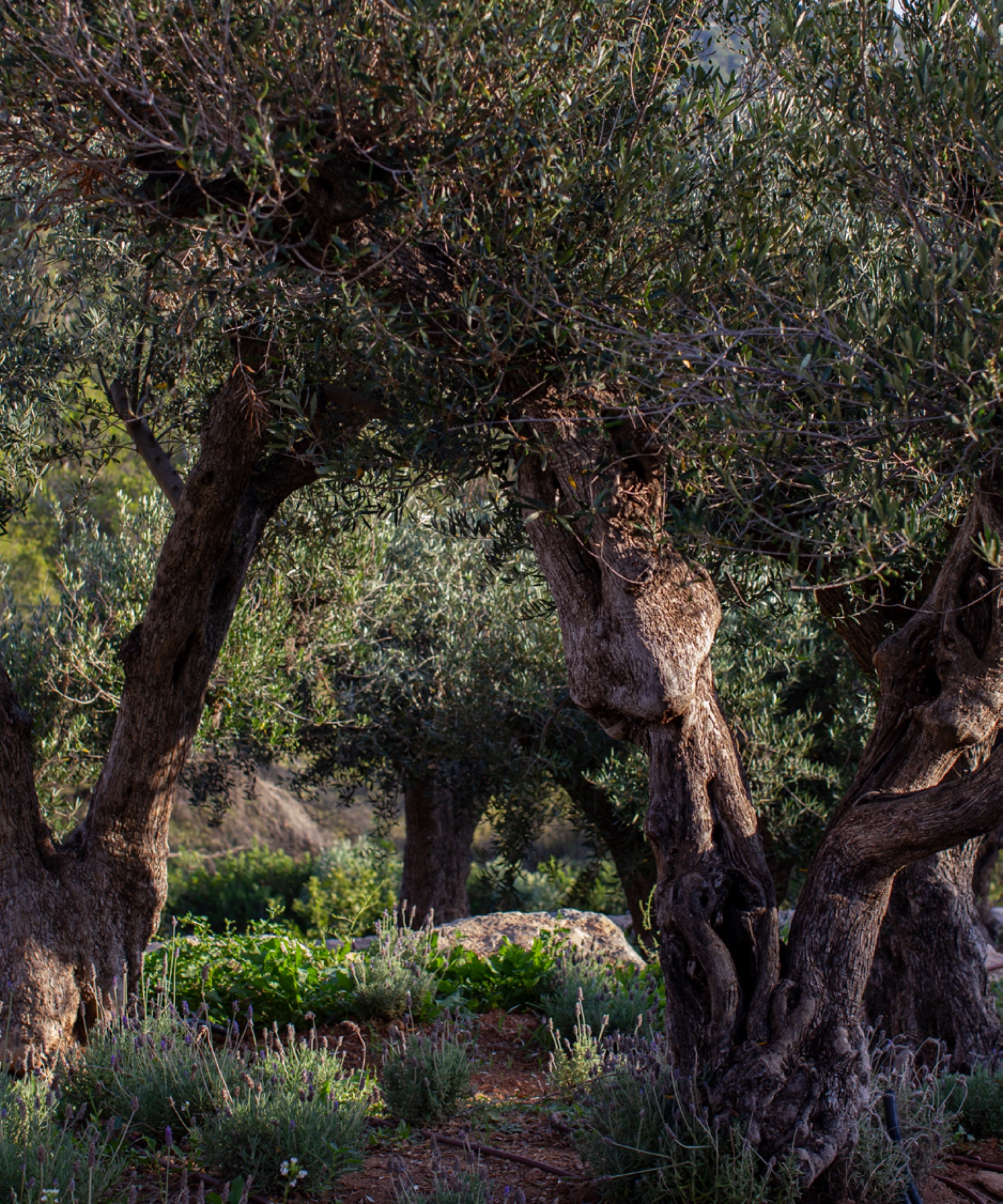 Jardim com oliveiras centenarias e vegetacao mediterranica autoctone envolvendo a propriedade